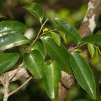 Alphonsea lutea (Roxb.) Hook.f. & Thomson